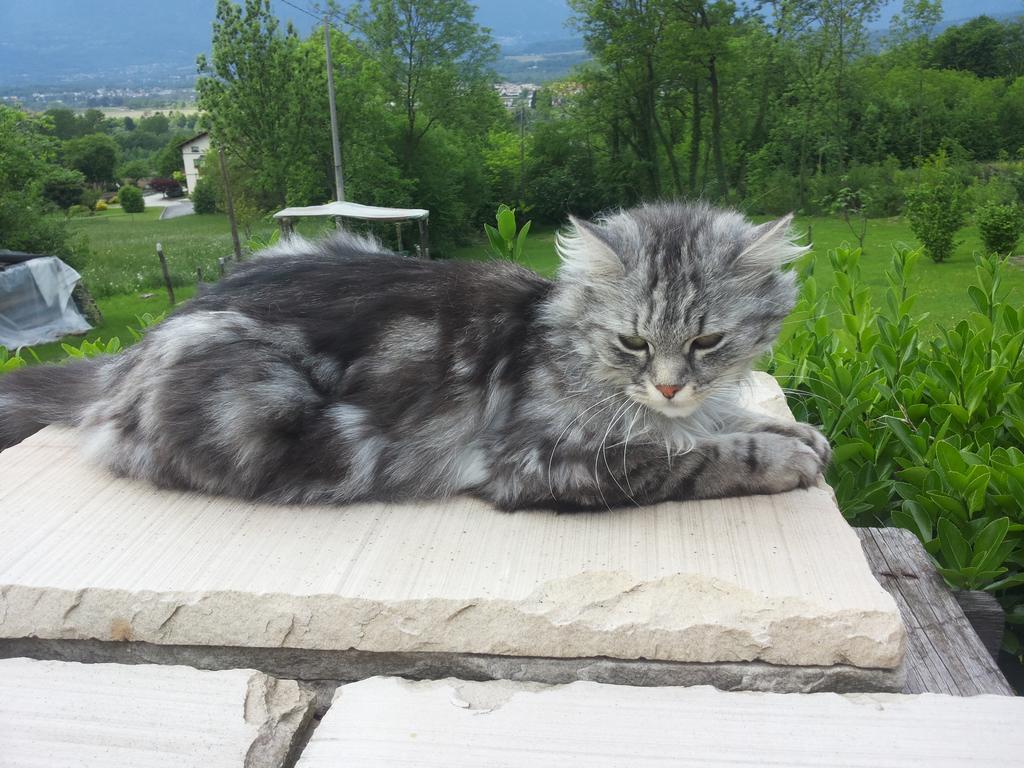 B&B Alla Lanterna Trichiana Экстерьер фото